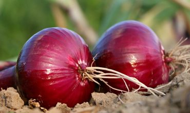 onion, why, roots-1565604.jpg