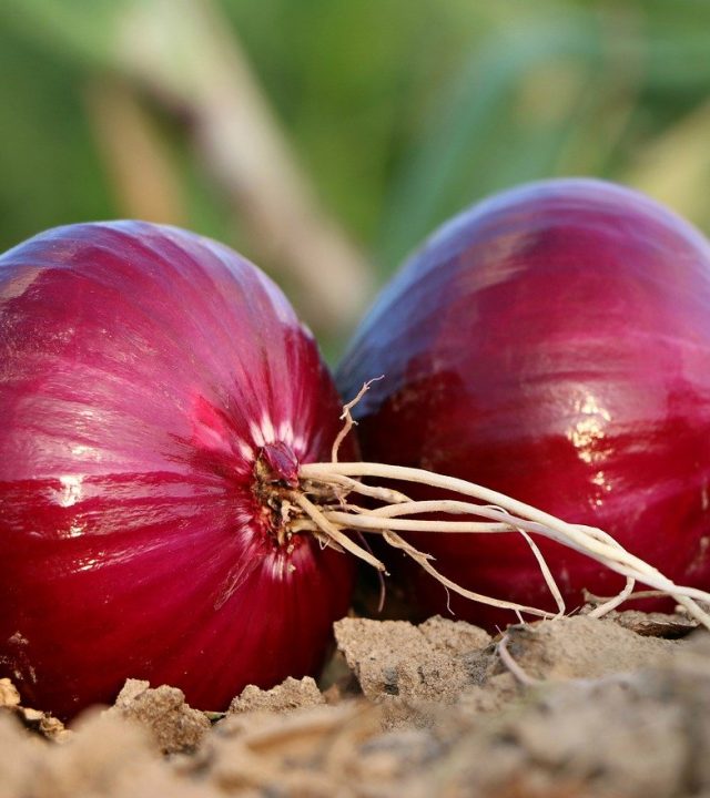onion, why, roots-1565604.jpg